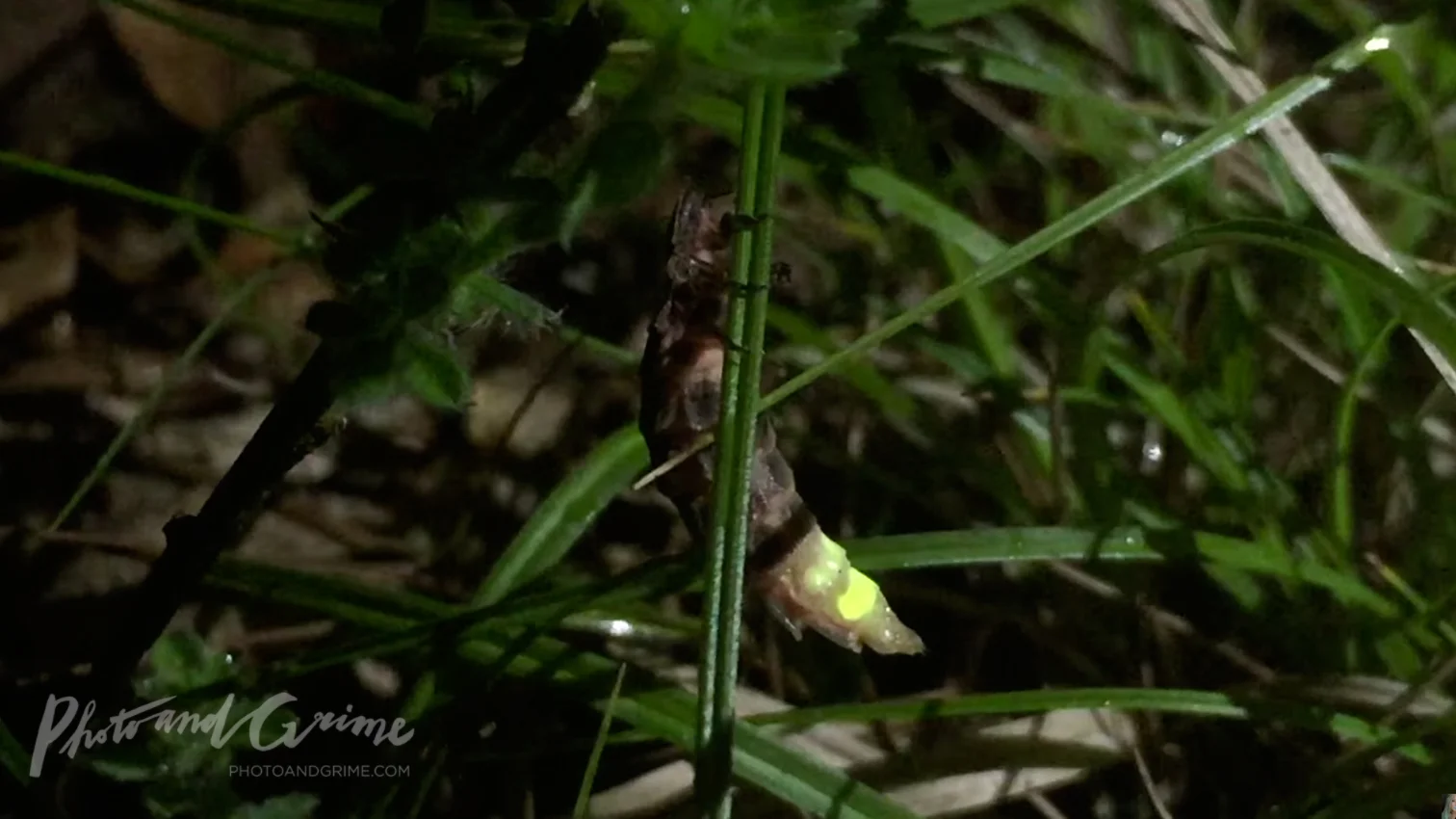 A Firefly at Night