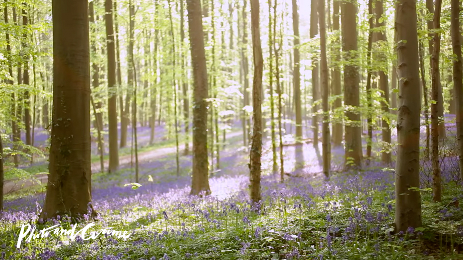 Соло природа видео. Суаньский лес Бельгия.