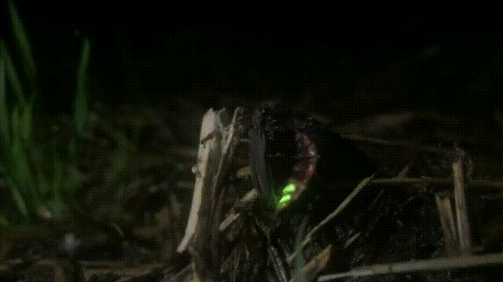 A female and male firefly mating.