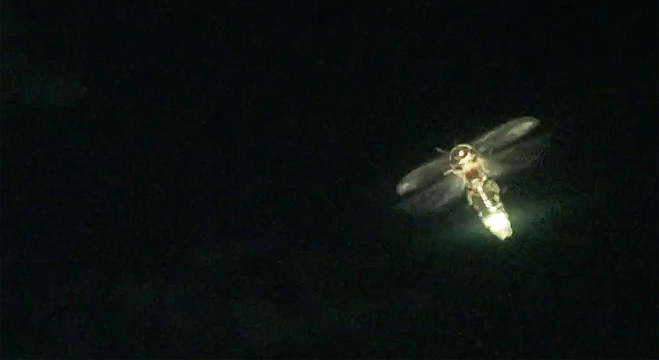 Lightning Bugs At Night (Fireflies) - Flying and Mating!