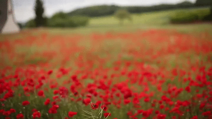 photoandgrime red poppy field.gif
