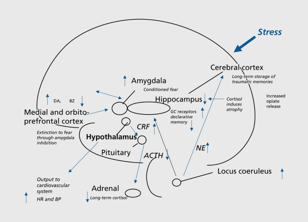Lasting effects of trauma on the brain, showing long-term dysregulation of norepinephrine and Cortisol systems, and vulnerable areas of hippocampus, amygdala, and medial prefrontal cortex that are affected by trauma. GC, glucocorticoid; CRF, corticotropin-releasing factor; ACTH, adrenocorticotropin hormone; NE, norepinephrine; HR, heart rate; BP, blood pressure; DA, dopamine; BZ, benzodiazapine; GC, glucocorticoid Source: Traumatic stress: effects on the brain by J. Douglas Bremner