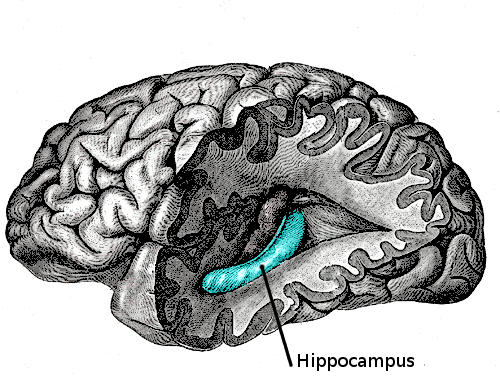 Source: Gray's Anatomy, Plate 739