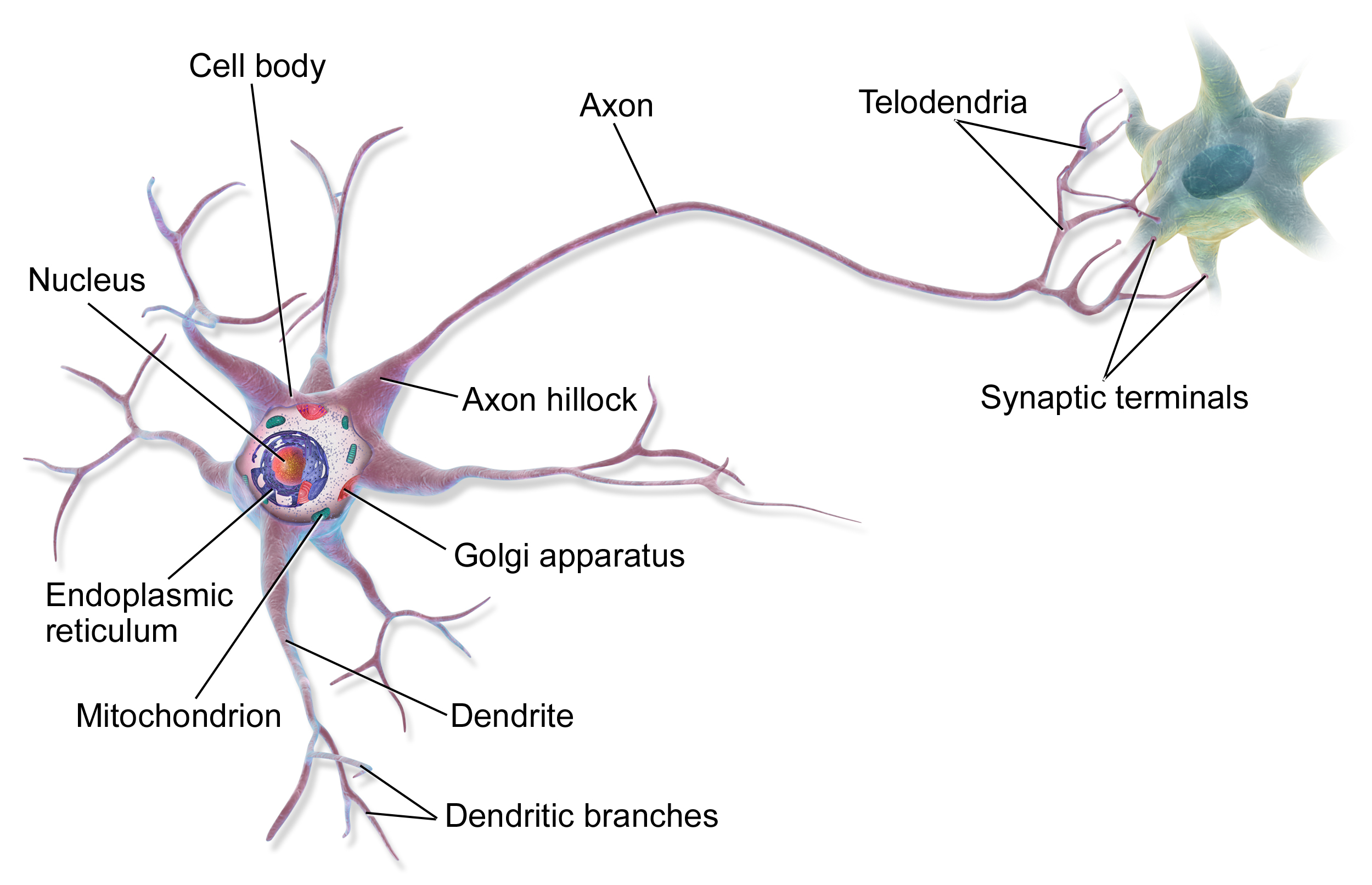 Anatomy of a multipolar neuron. Source: BruceBlaus