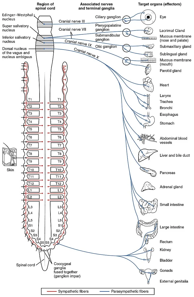 The distribution of nerves in the autonomic nervous system, Source: OpenStax College