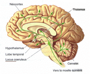 Location of the locus coeruleus in the brain. Source: Diego69