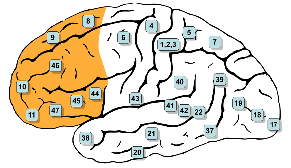 The prefrontal cortex is the orange part of the brain shown in the picture above. Source: Henry Vandyke Carter