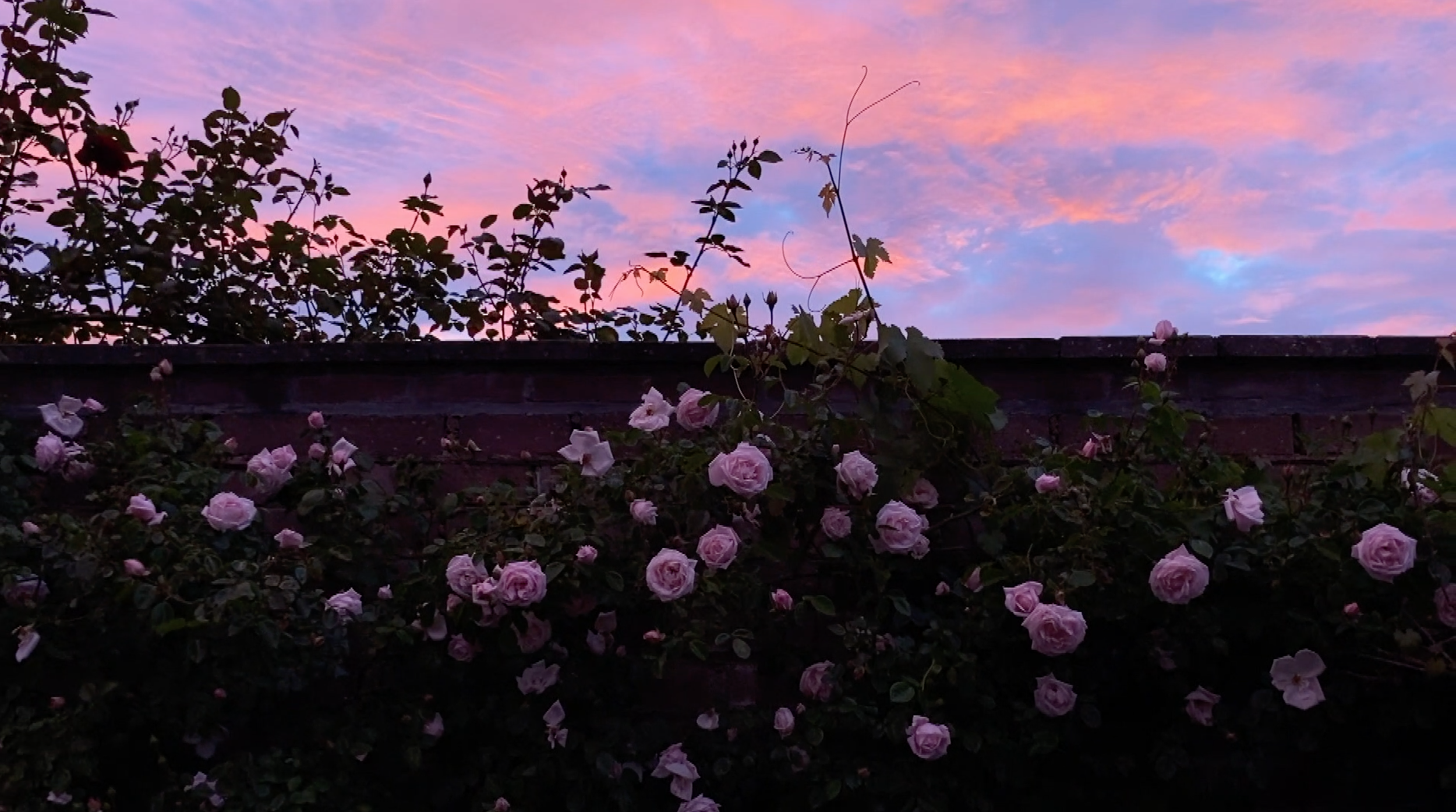 Below the daisies where you hunt us down