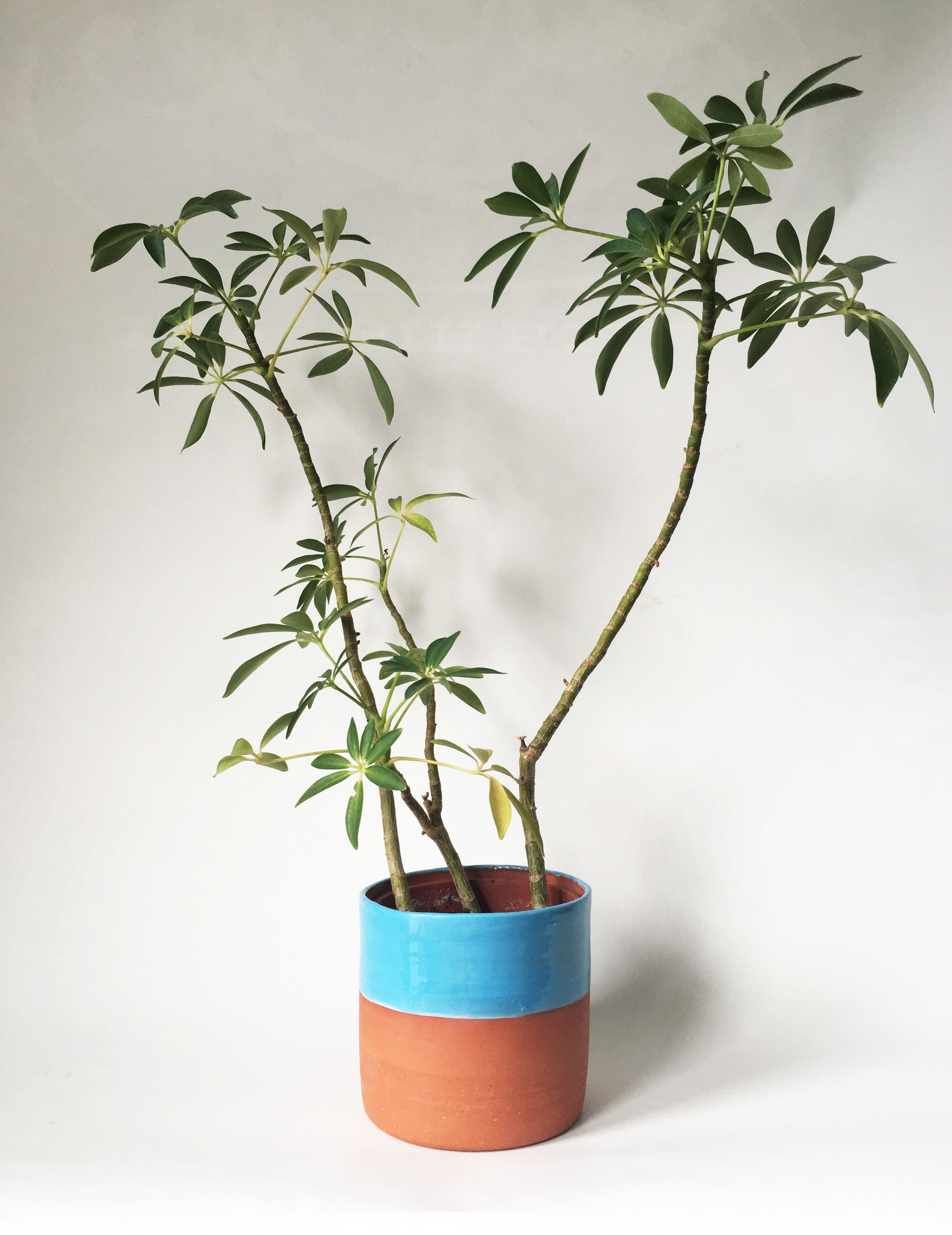 blueplanter.jpg