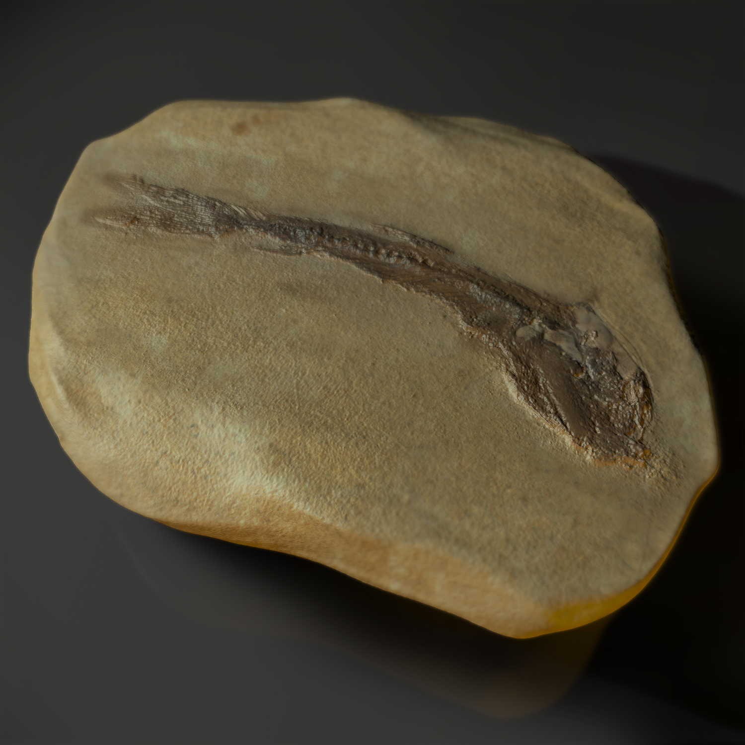 Dastilbe elongatus