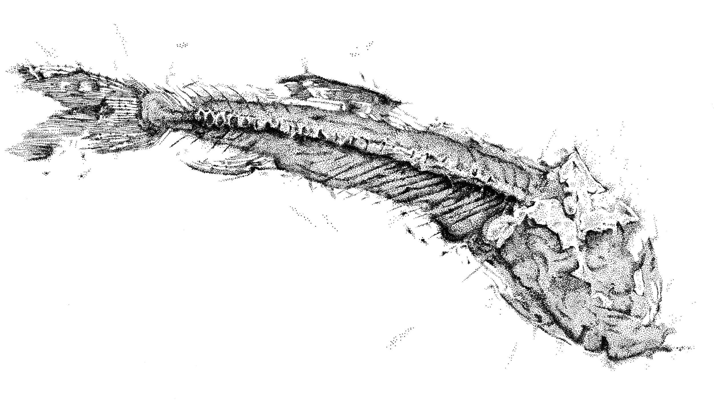 Dastilbe elongatus