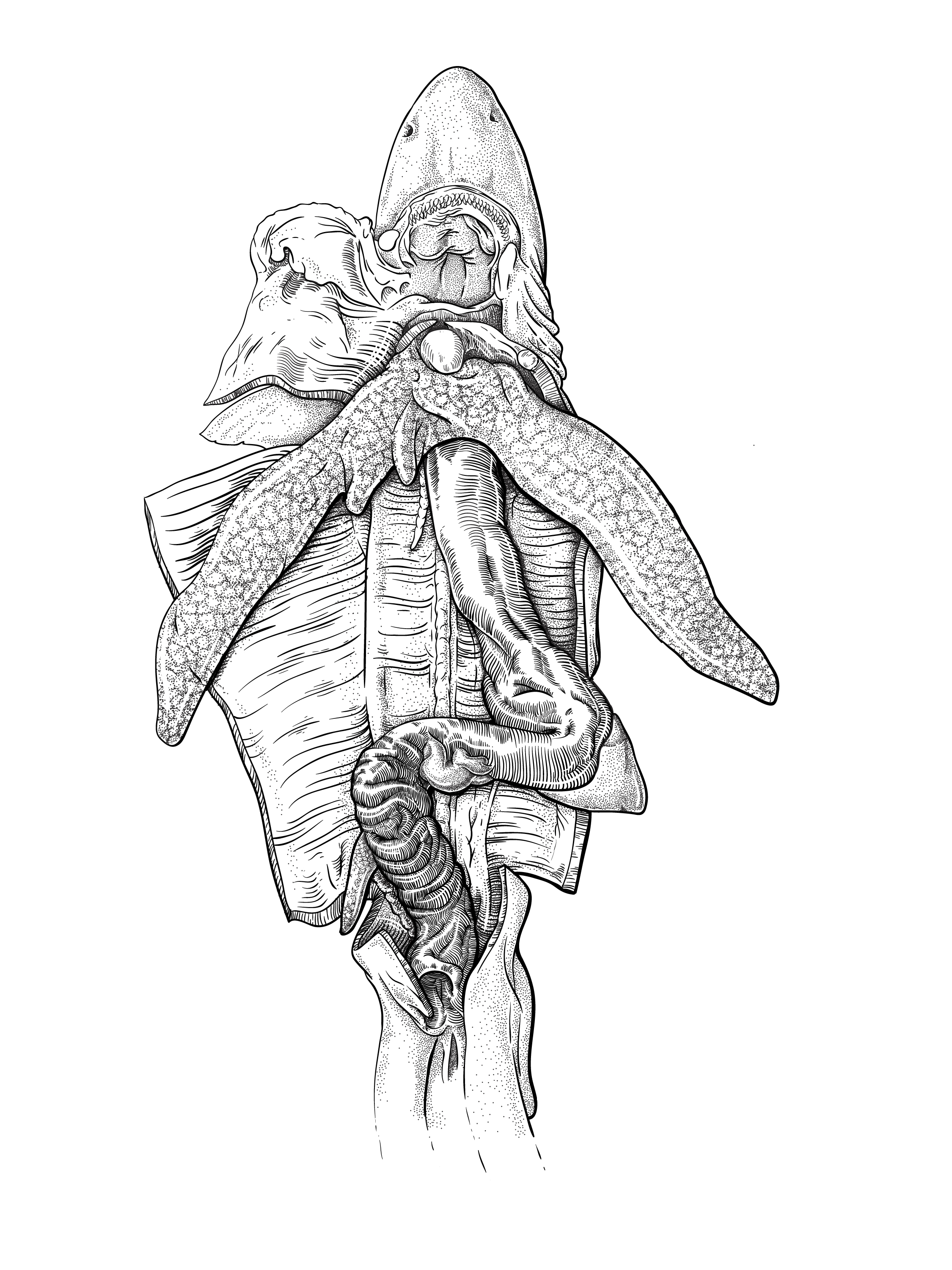 Shark dissection