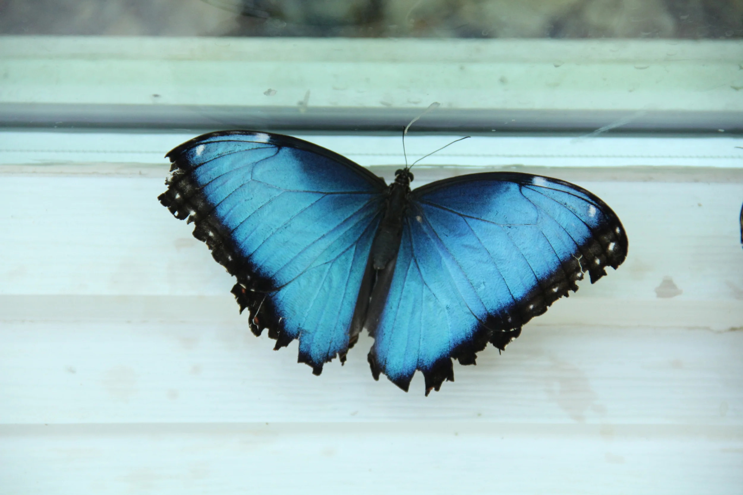 Tipton and Michigan 394.JPG