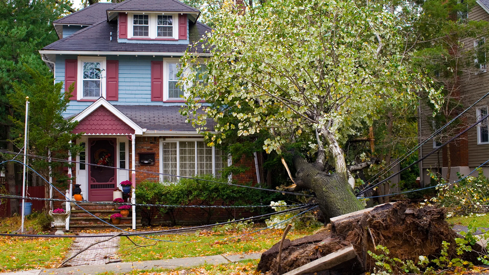 7 Trees That Will Wreck Your Yard and Ruin Your Life