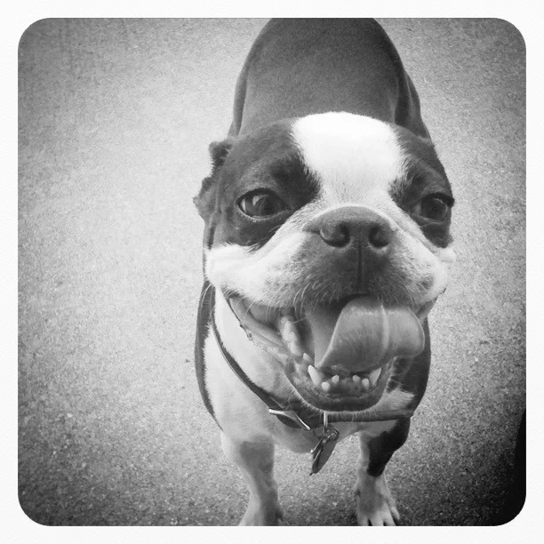 What You Need to Know About Assistance Animals