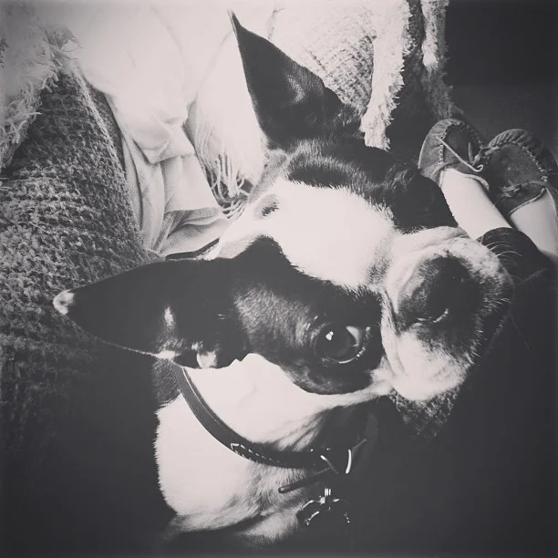 Wondering How to Stage a Home With Pets? Some Extra Planning Pays Off, Says This Dog Trainer