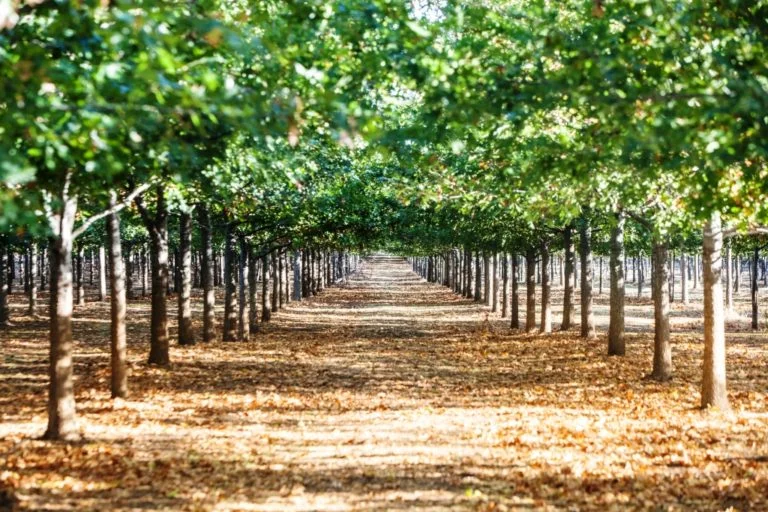 Why Are Trees so Controversial?