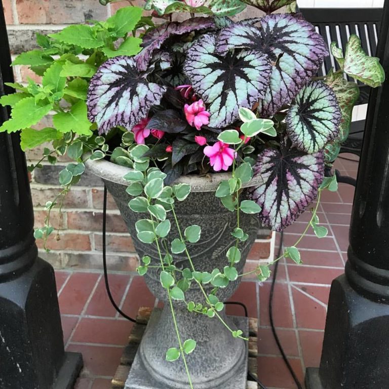 Ask a Master Gardener: Laura Stone’s Six Simple Steps for Making Your Landscape Water Wise