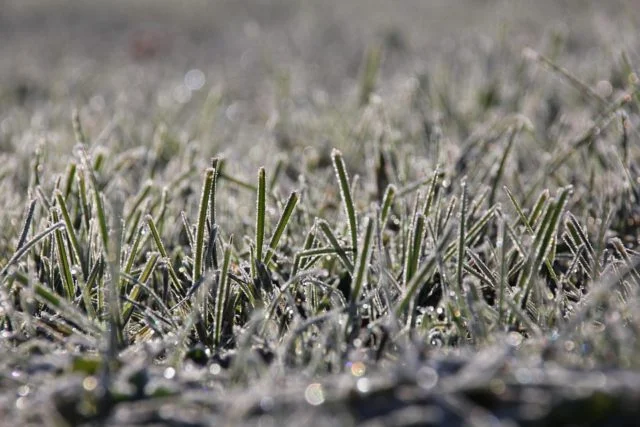 Drop the Rake: Dispelling Winter Lawn Care Myths as the Mercury Drops