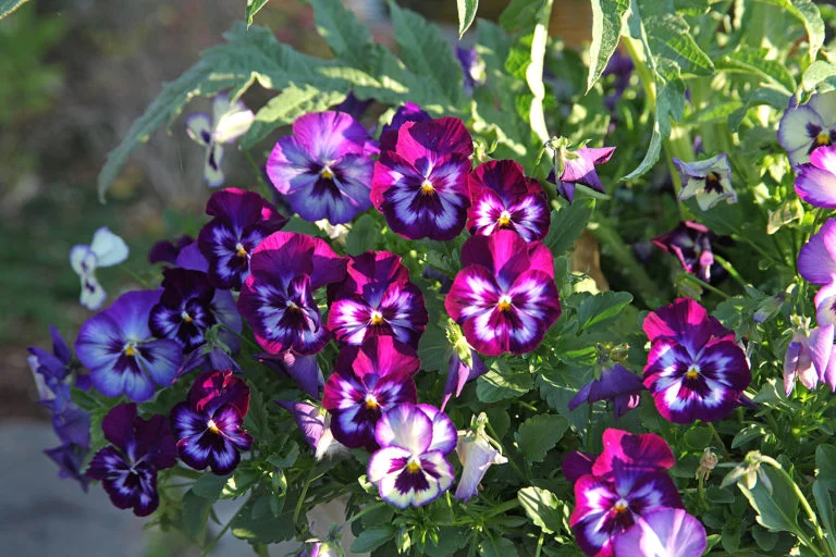 Dallas Arboretum: How to Care For Plants During Cold Snaps