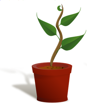 sapling2.png