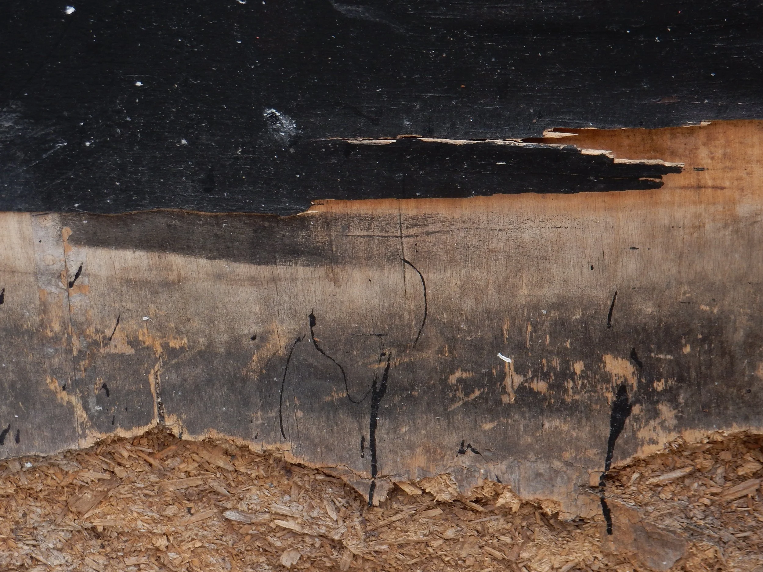 STEVEN CORSANO - Look I