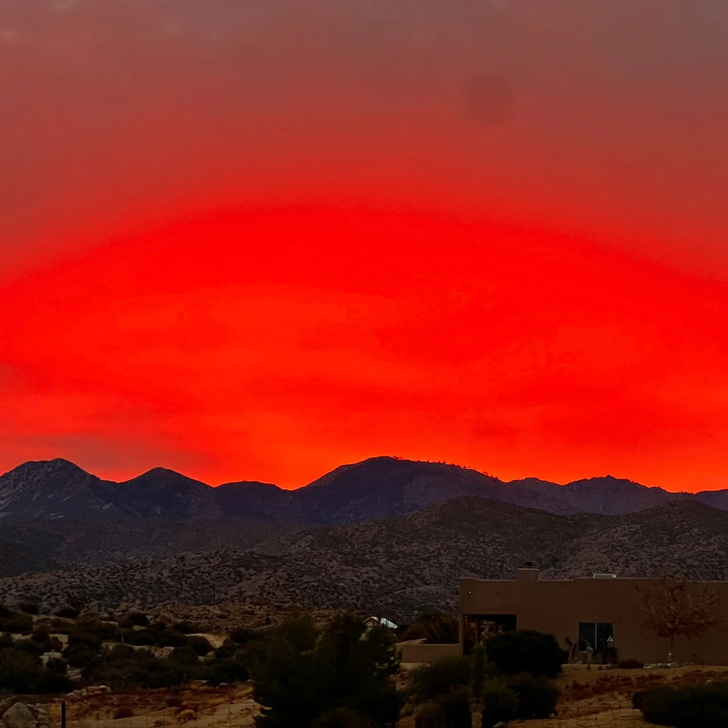 RED SUNSET JOSHUA TREE - SIMONE