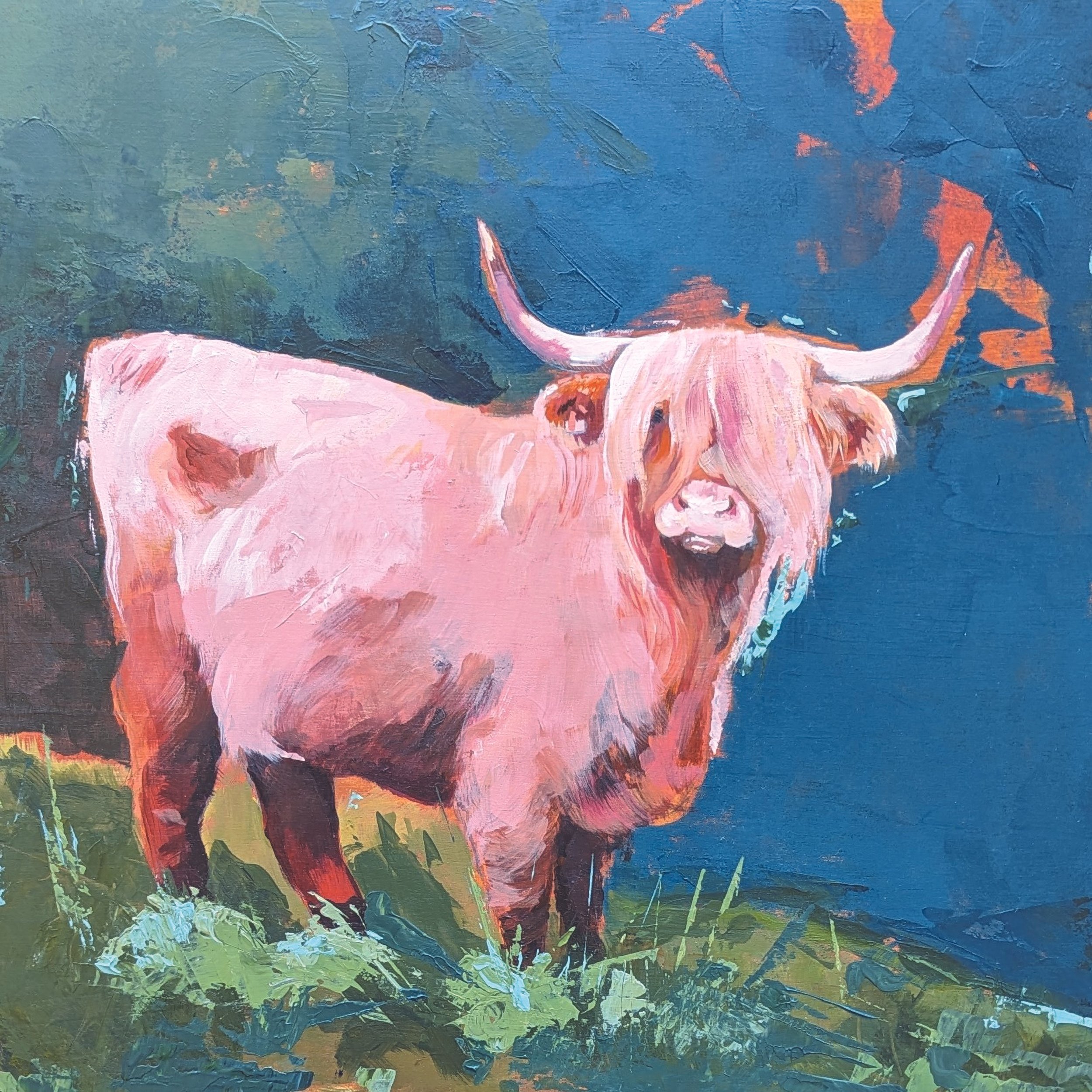 Highland Coo
