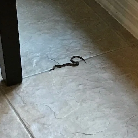 I don’t care how small he is…he doesn’t belong in my kitchen!!!!