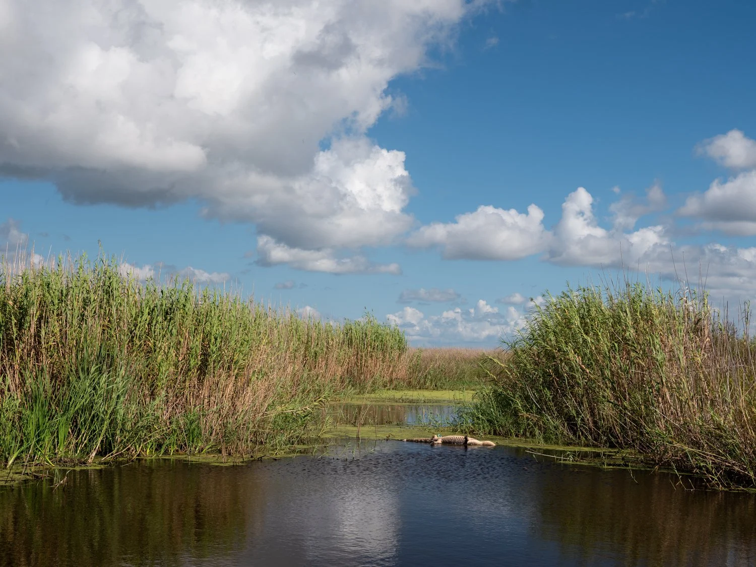 Dead Alligator, Sea Rim State Park