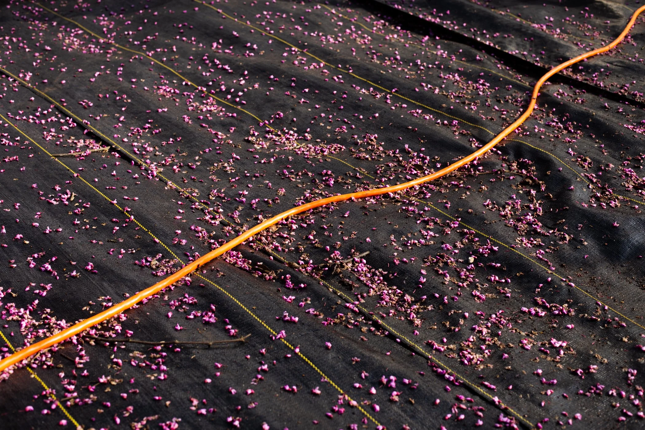 Redbud Petals and Extension Cord