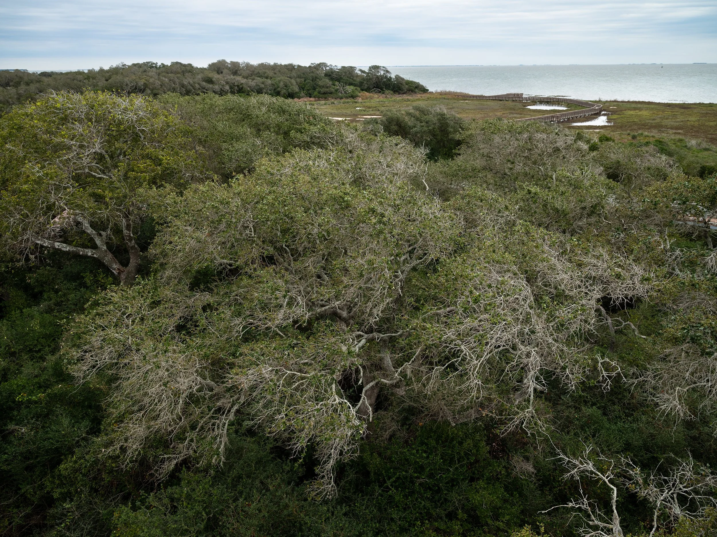 Windswept Trees, Aransas National Wildlife Refuge