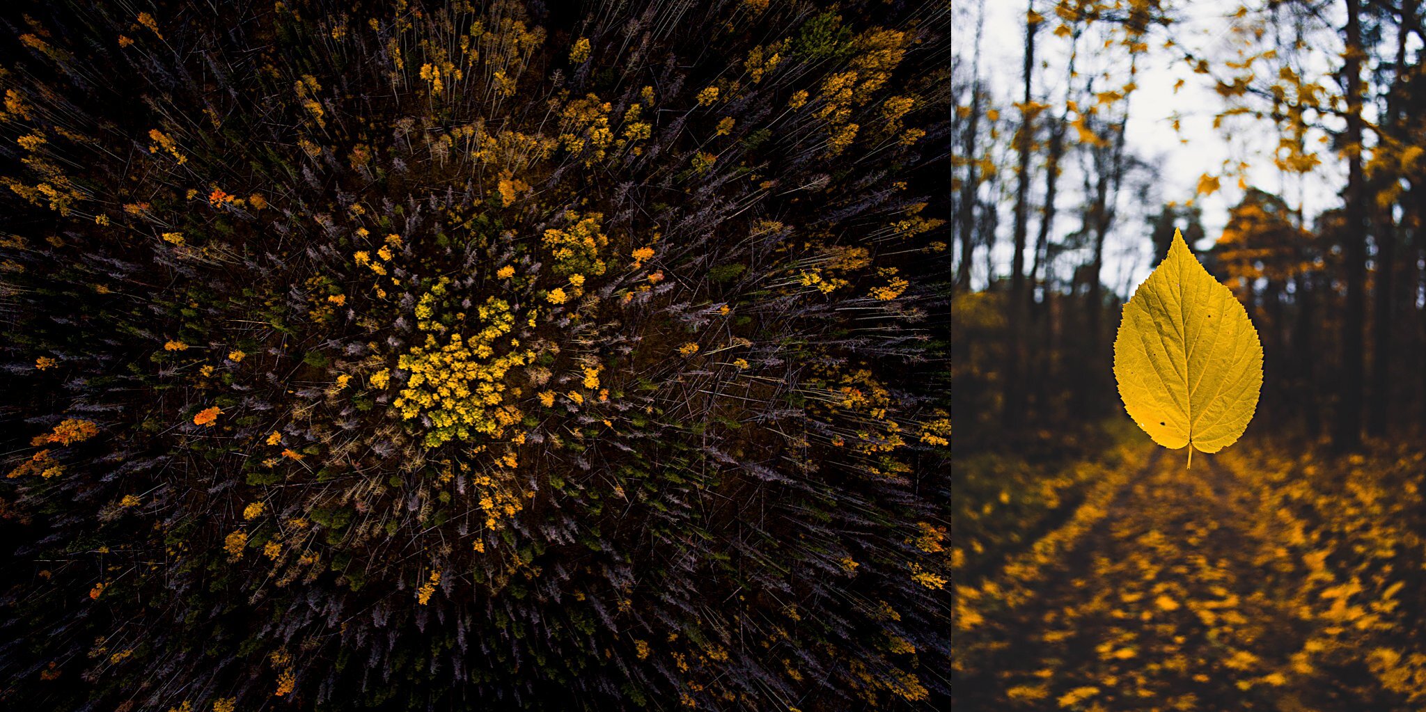 leaves.change.transition.jpg