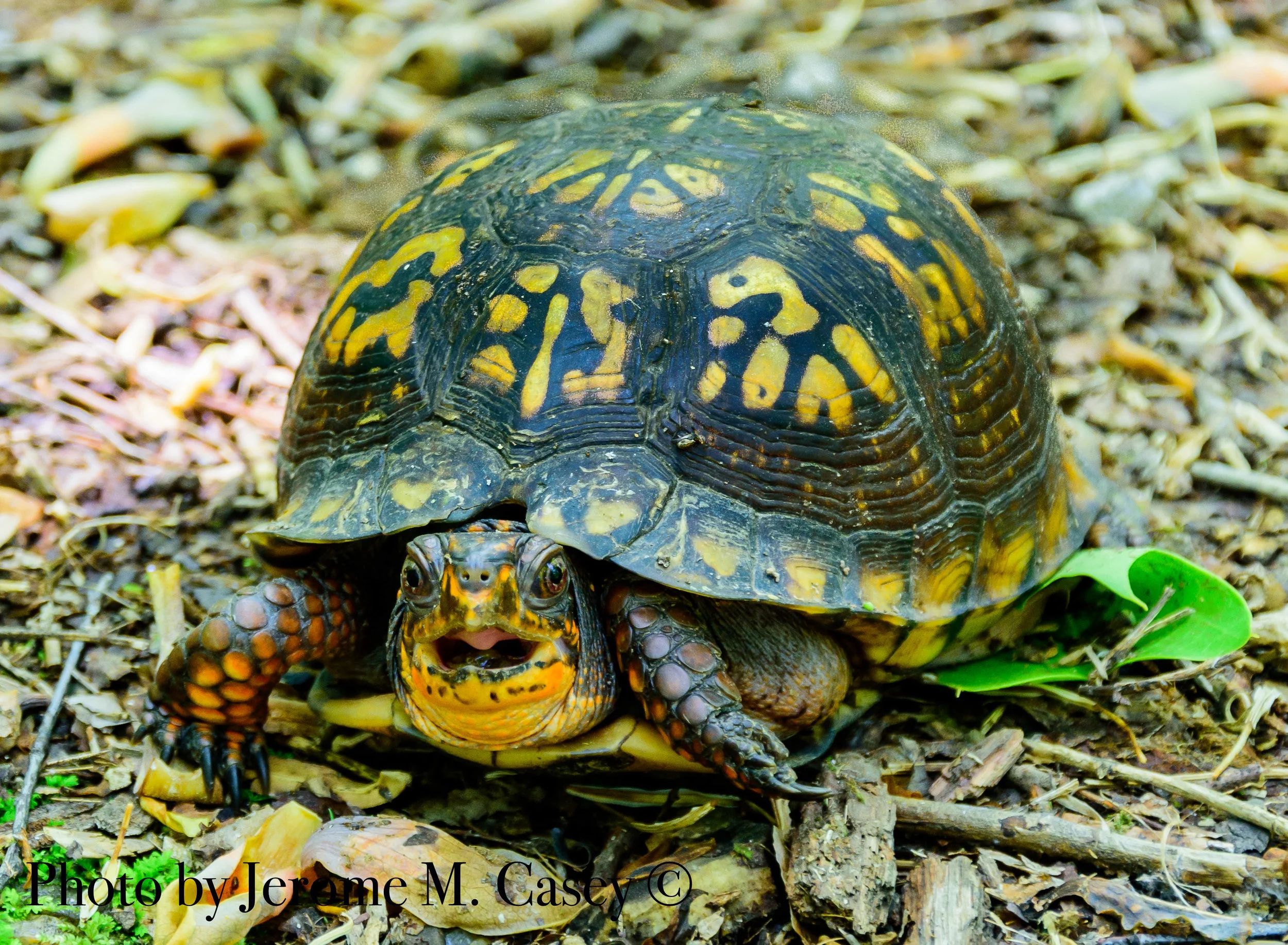 Eastern Box Turtle