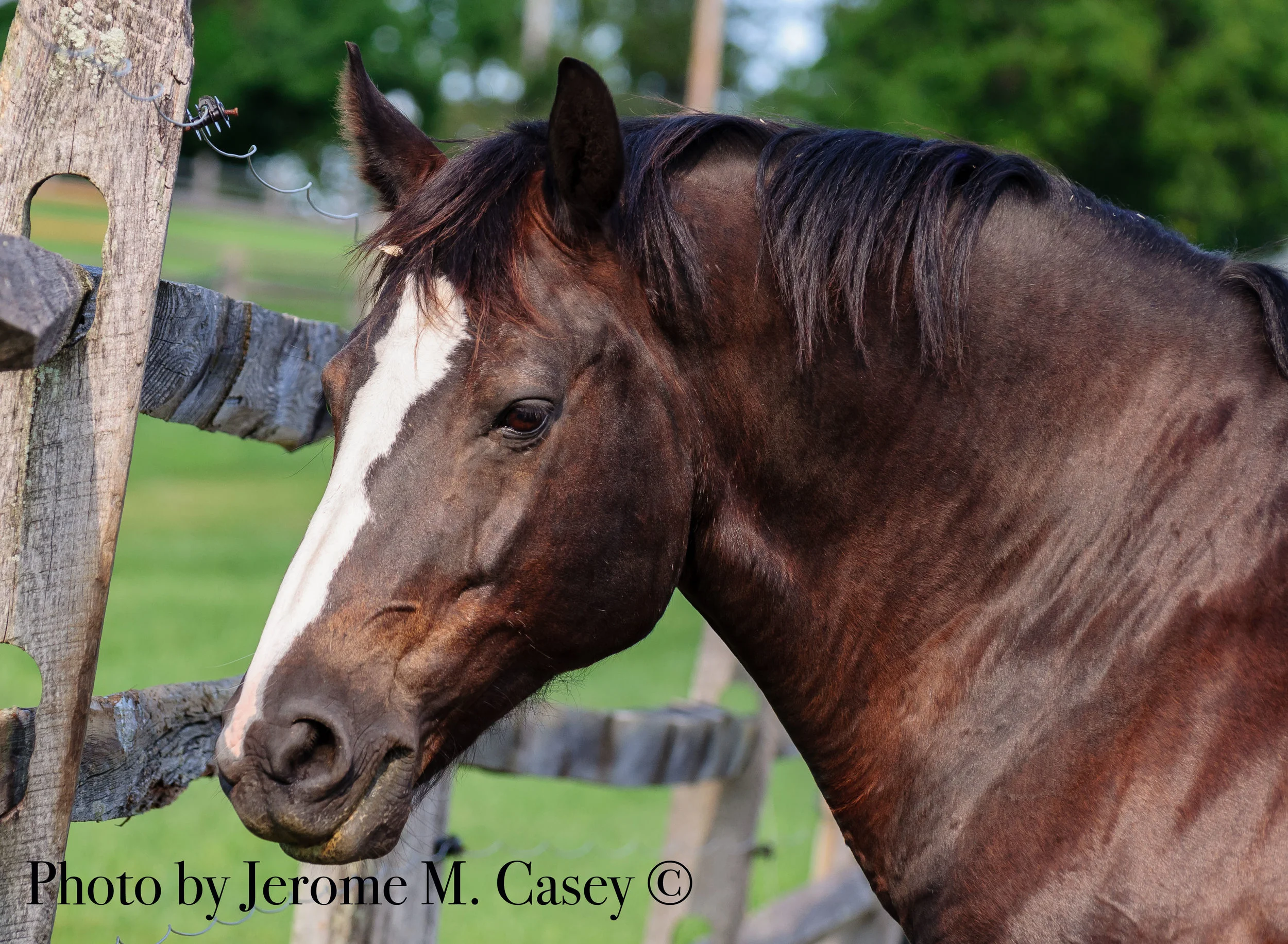 Horse