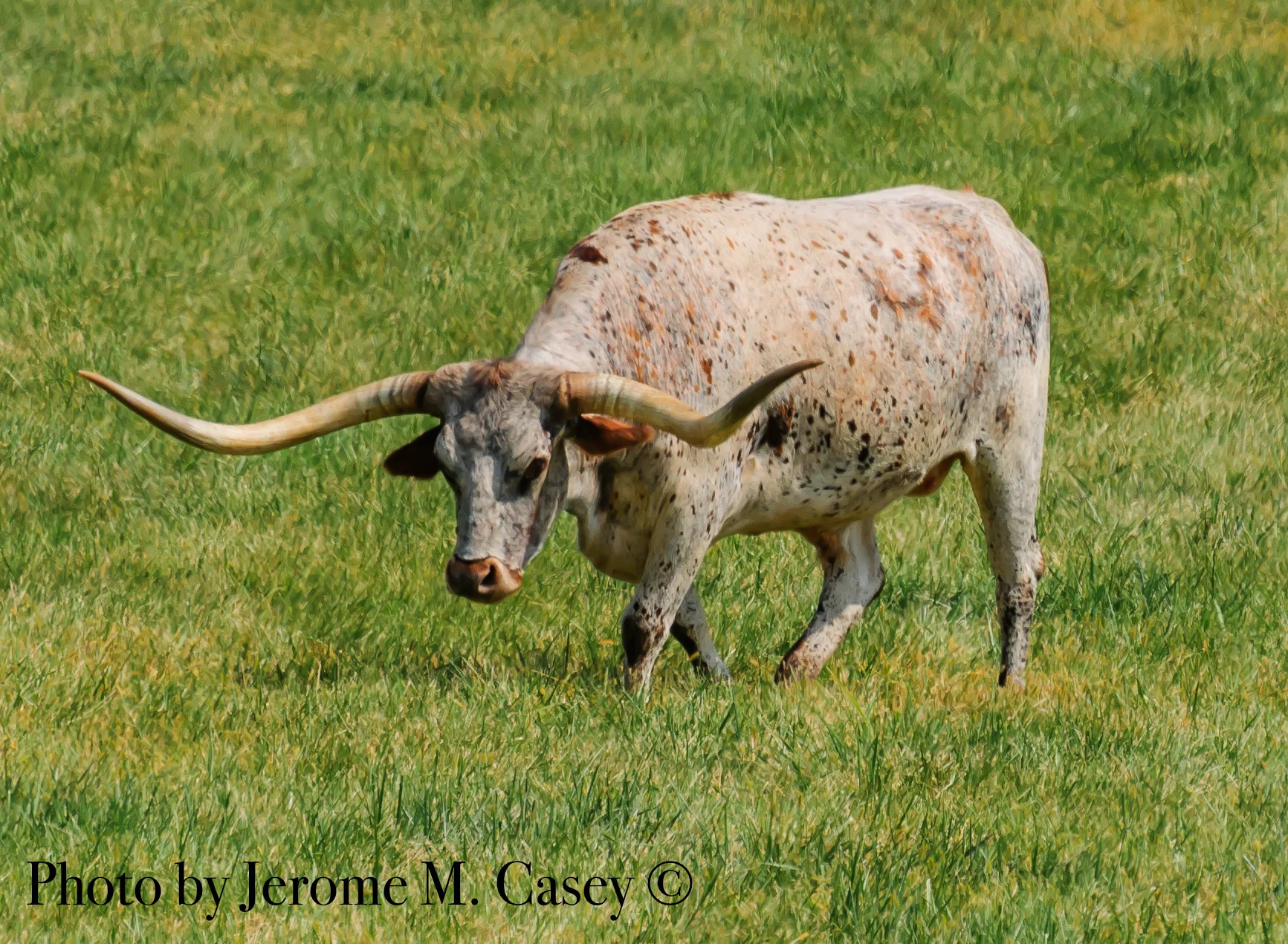 Texas Long Horn - 2