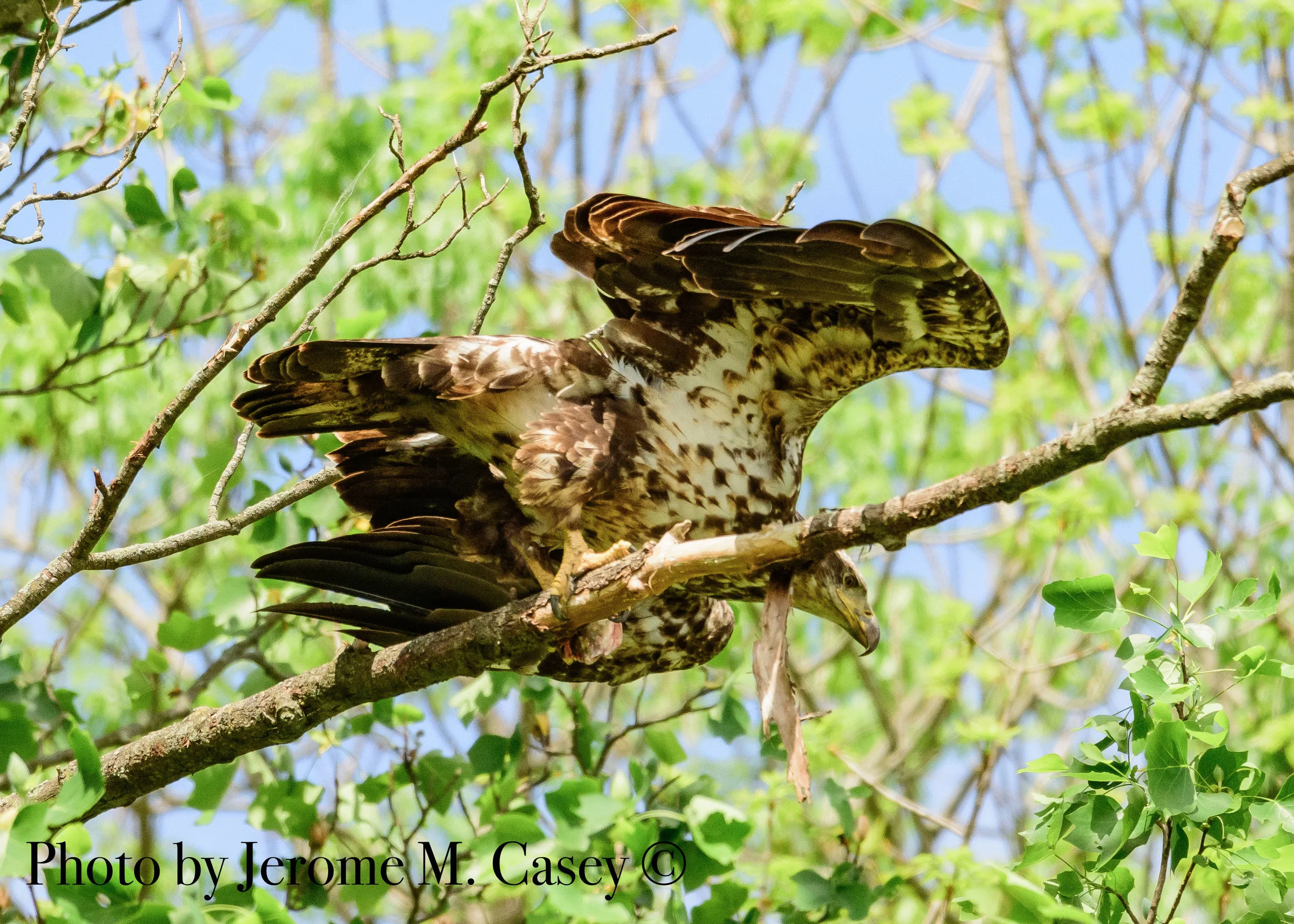 Bald Eagle Juvenile - 2