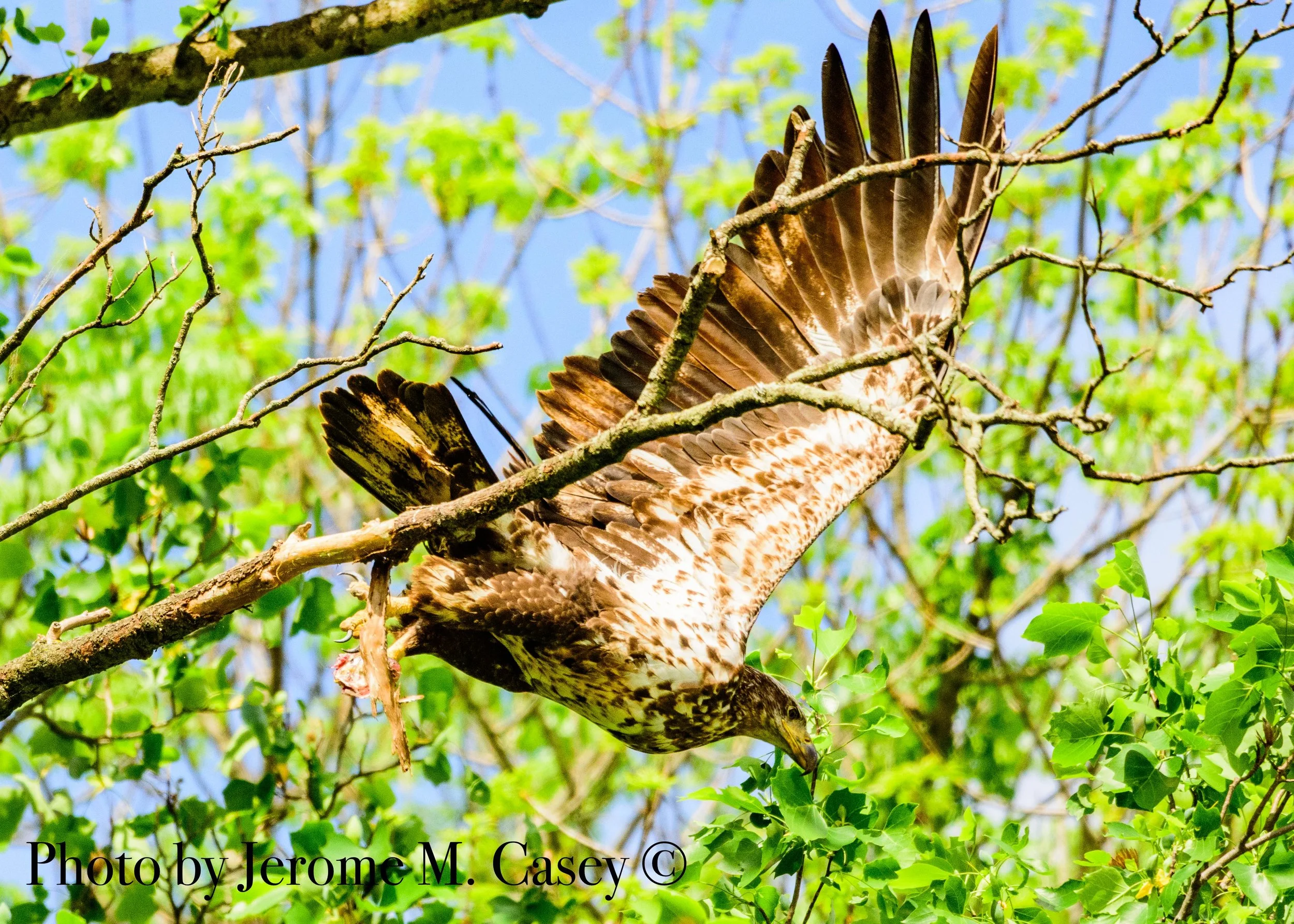 Bald Eagle Juvenile - 3
