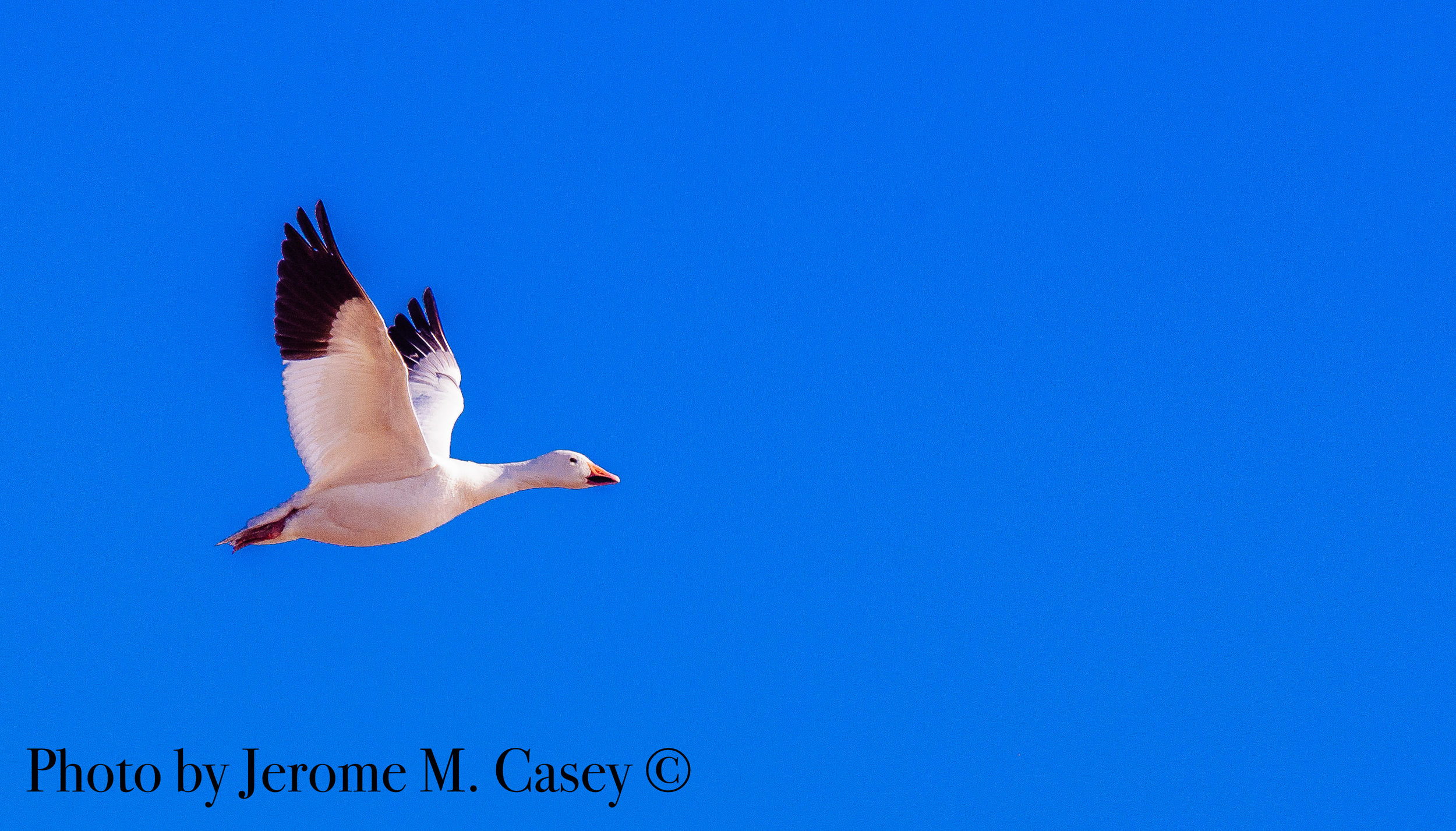 Snow Geese - 2