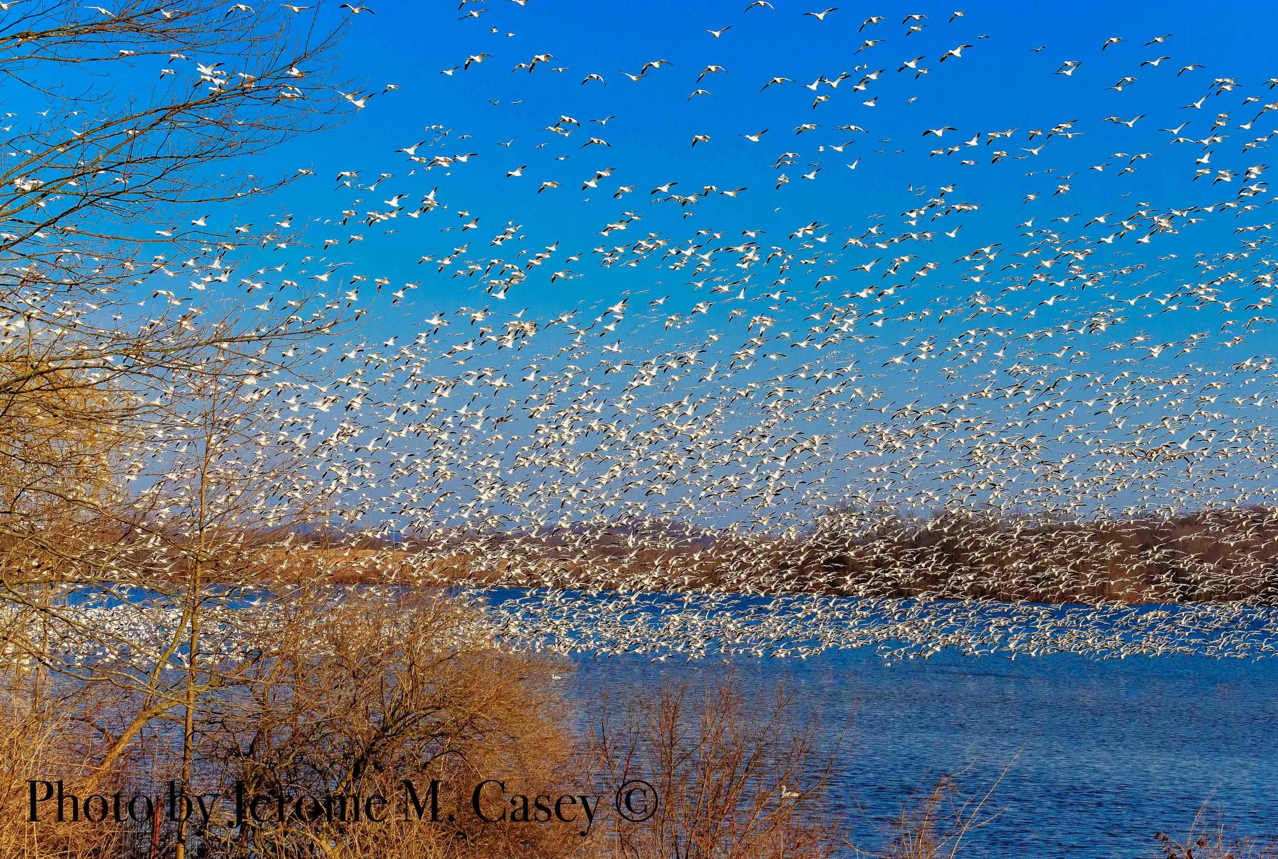 Snow Geese Migration