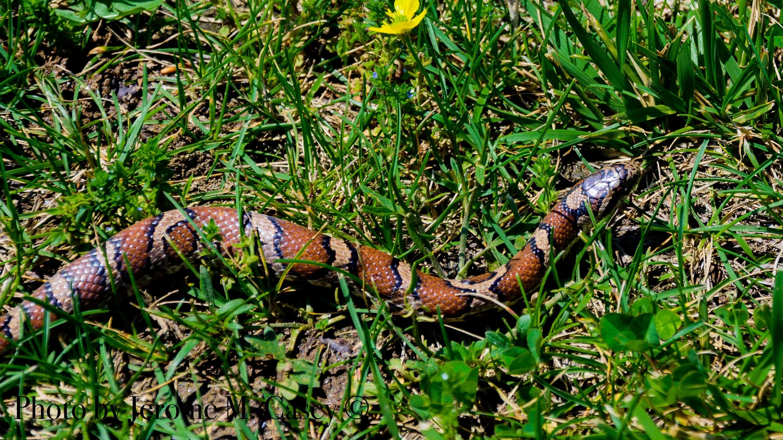 Corn Snake