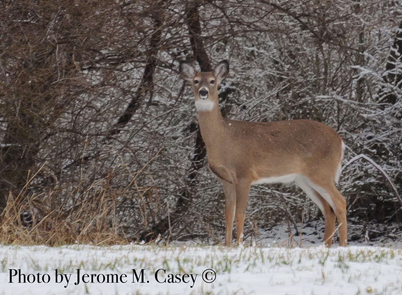 White Tail Deer