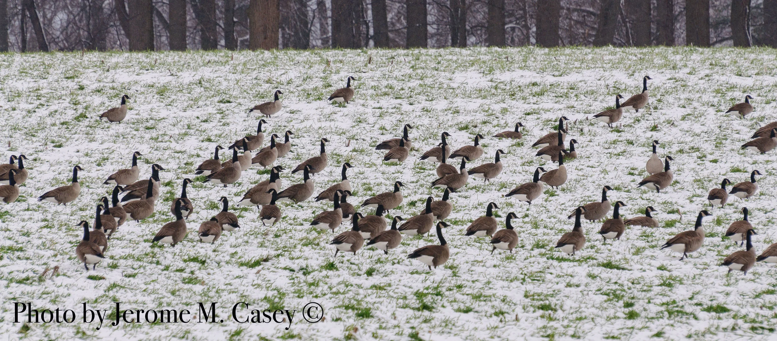 Canadian Geese