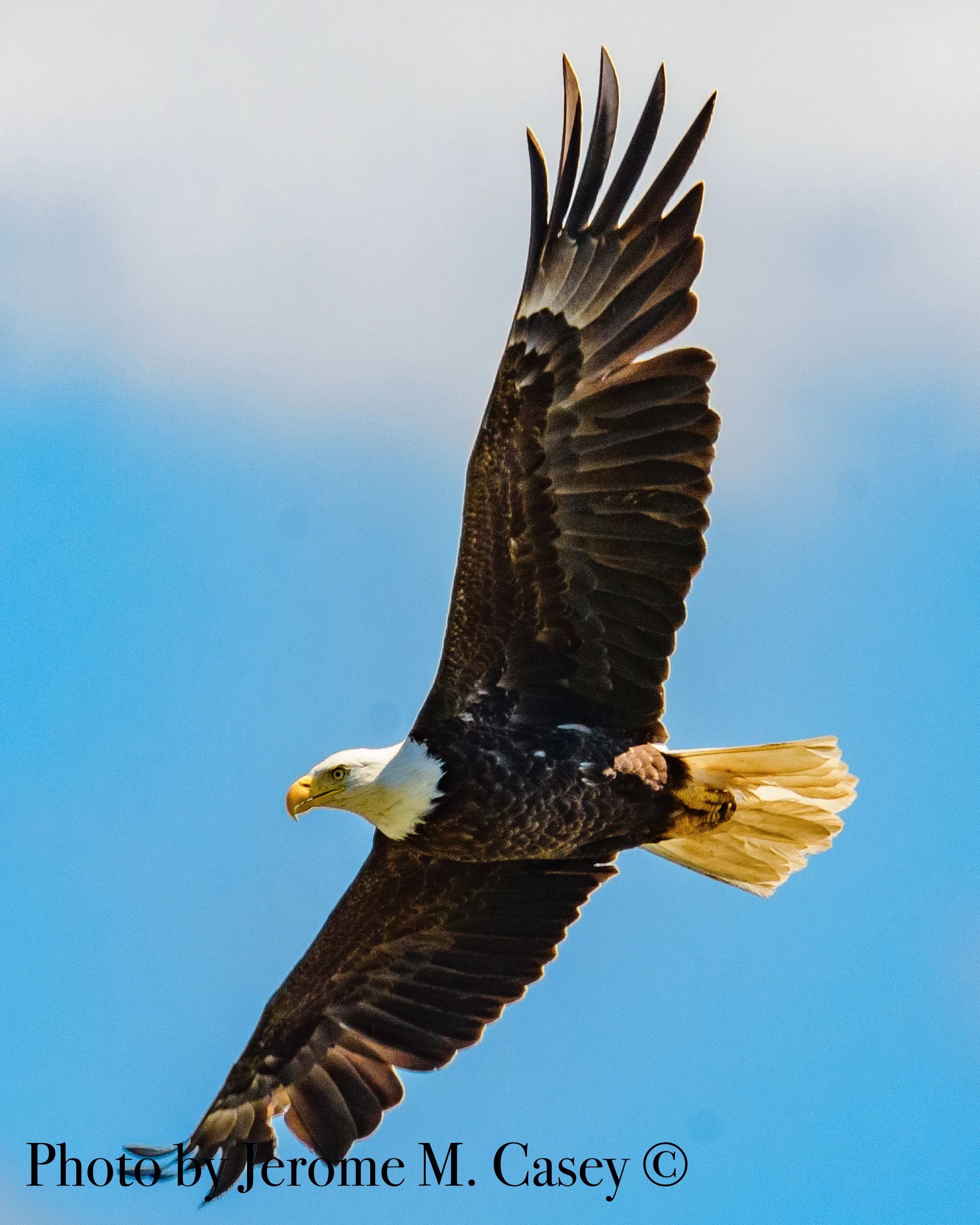 Bald Eagle - Adult
