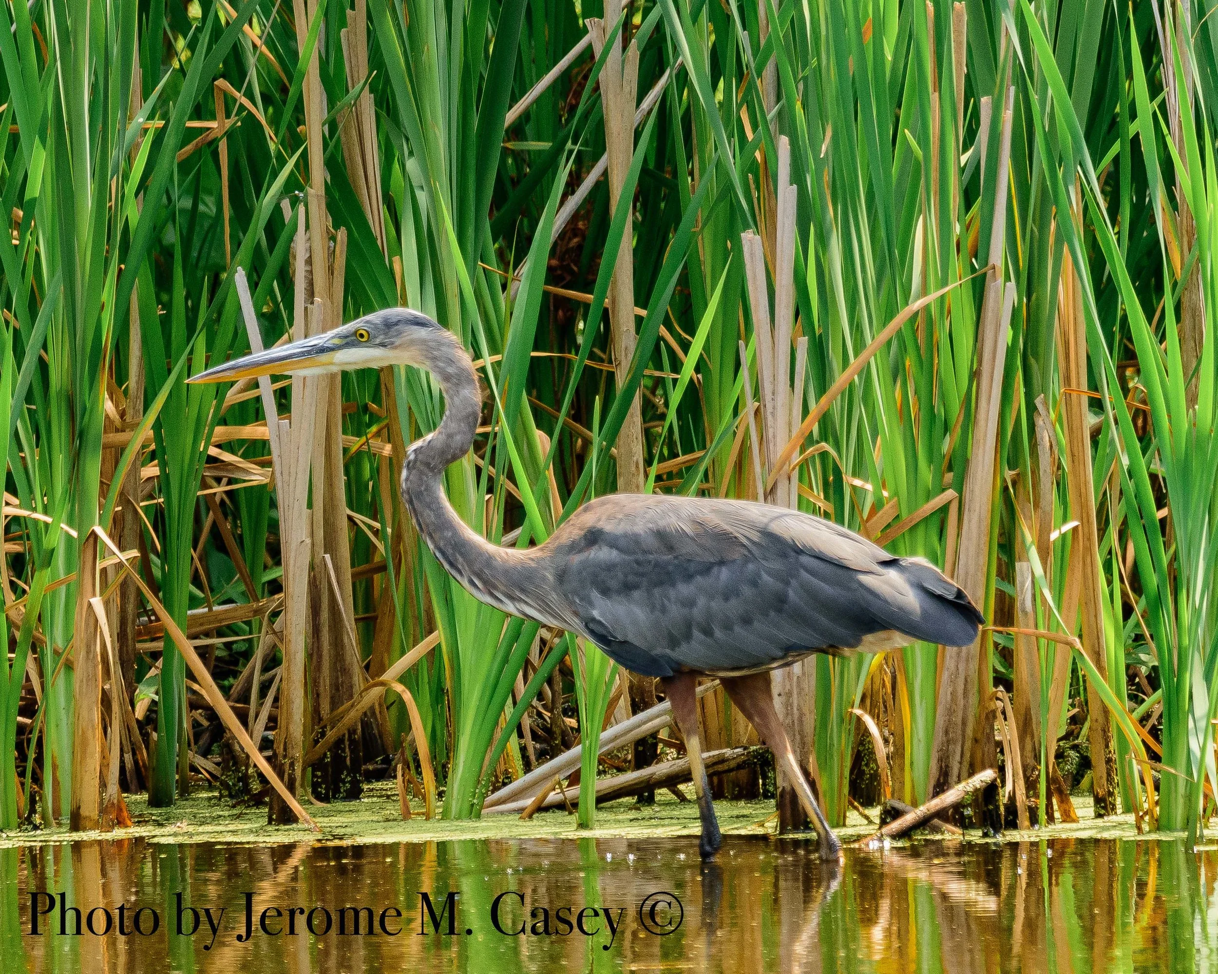 Great Blue Heron