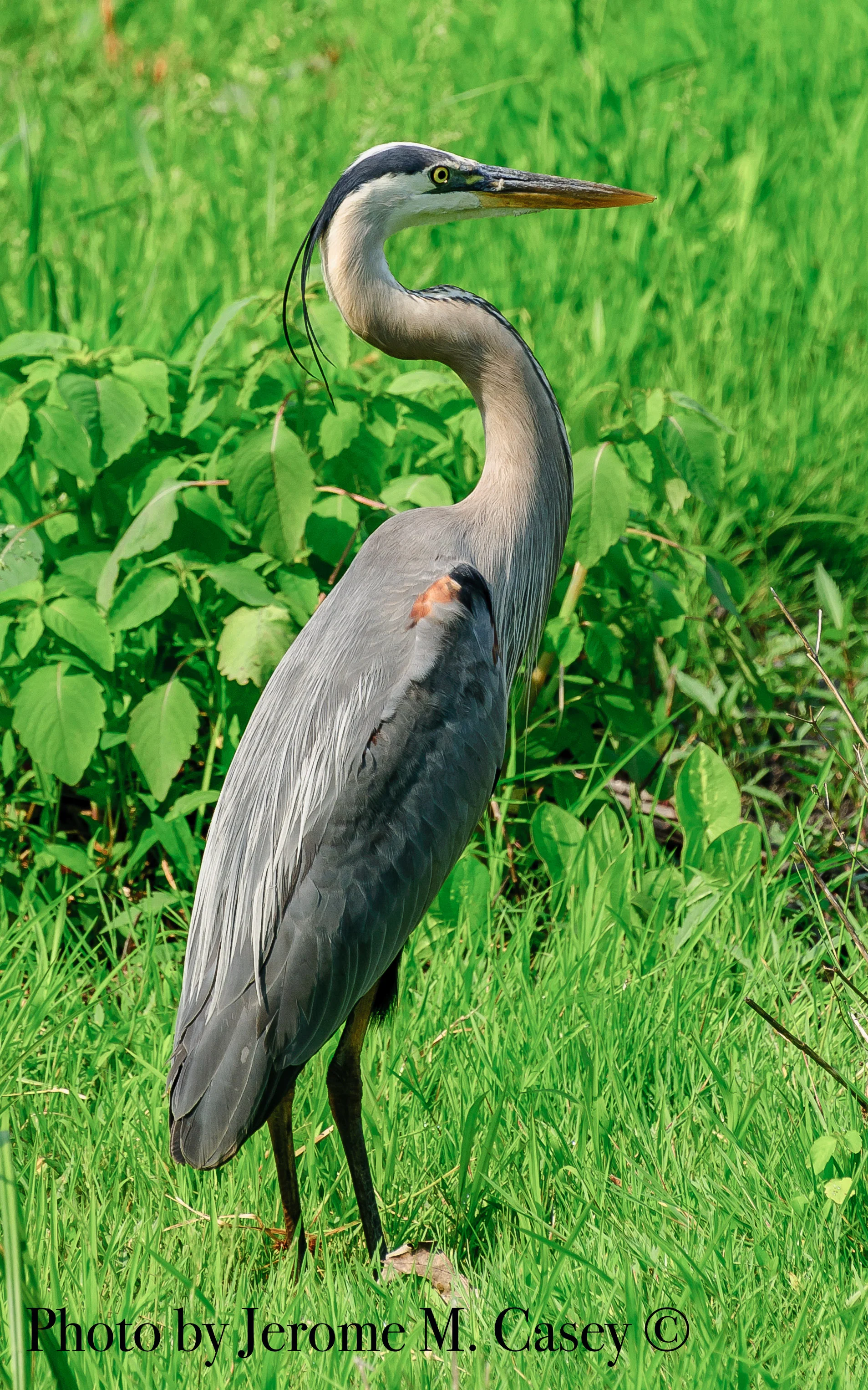 Great Blue Heron