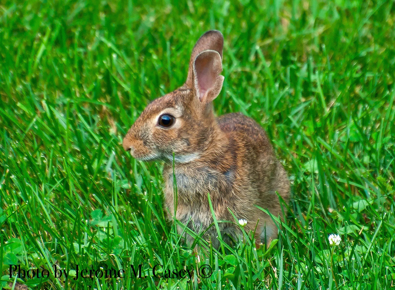 Common Rabbit