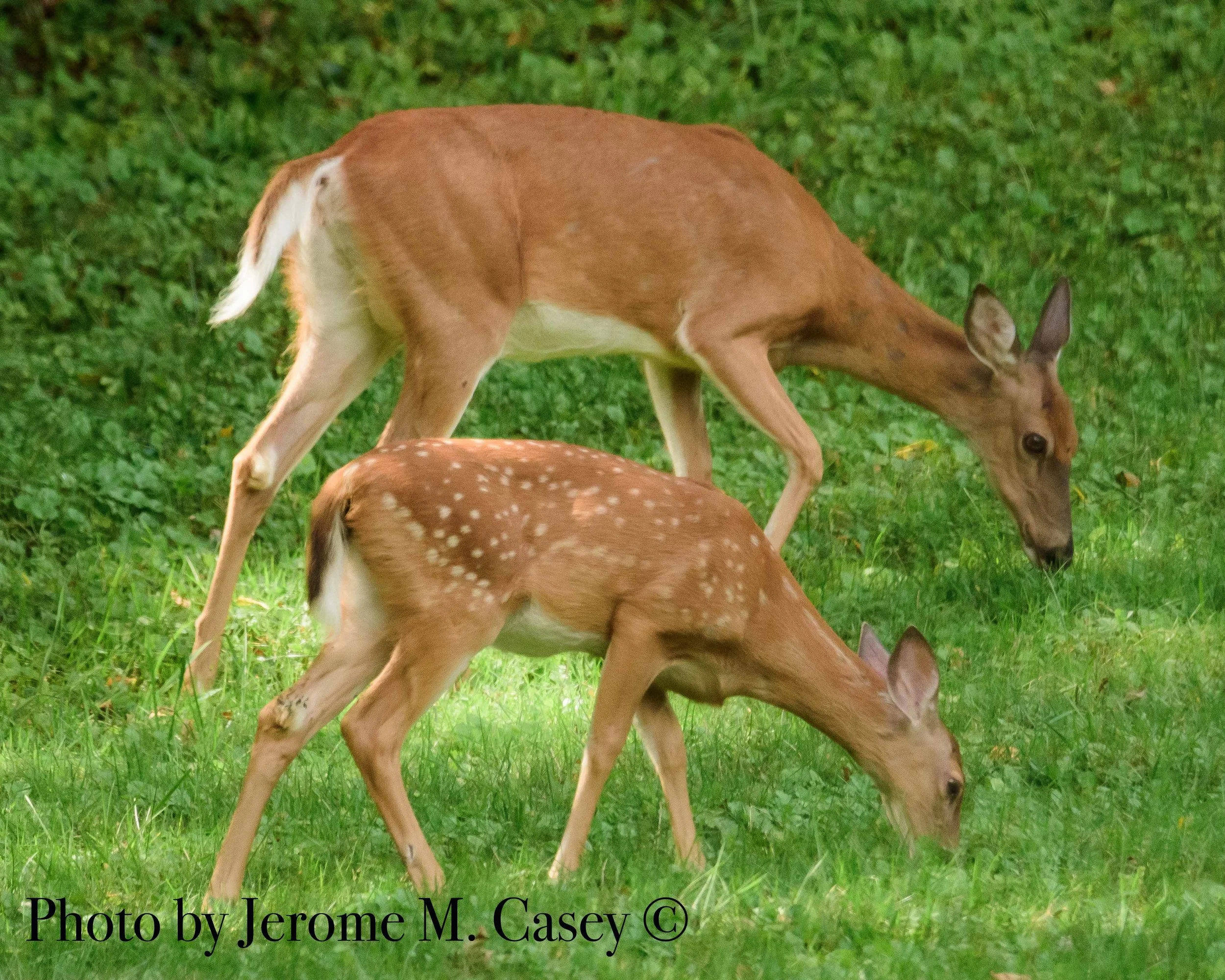 Mother Doe with Fawn