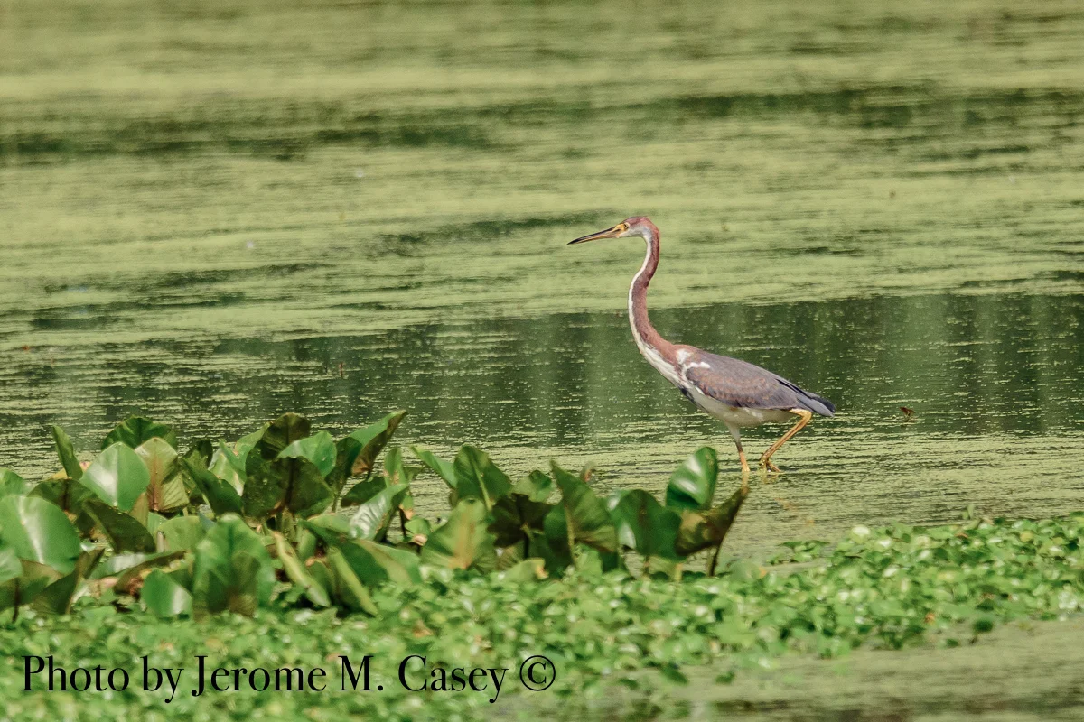 Tri-Colored Heron - Egretta Tricolored