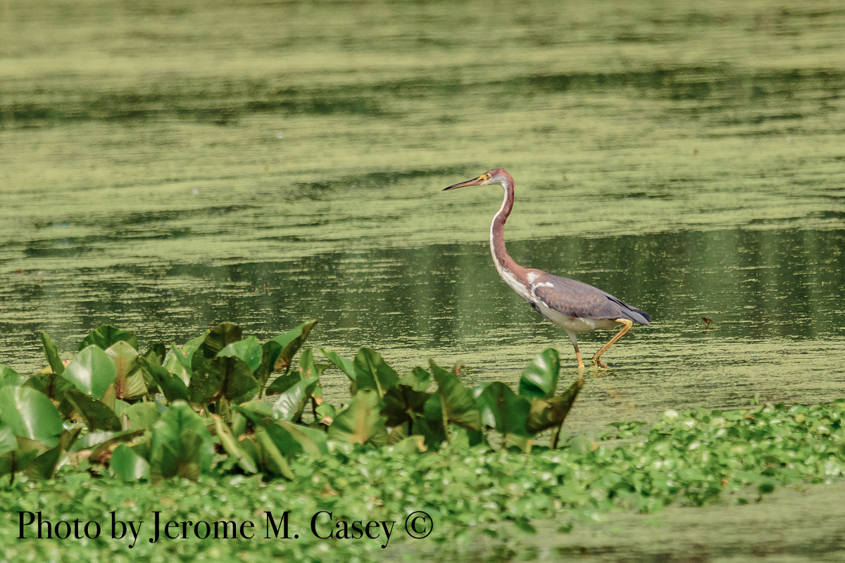 Tri-Colored Heron - Egretta Tricolored